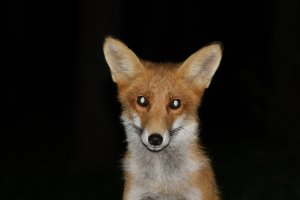 IMG_5008.JPG