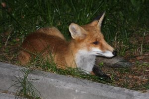 IMG_5006.JPG