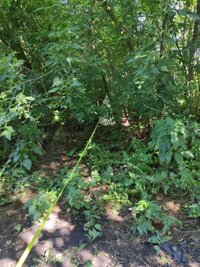IMG_20260714_091725.jpg