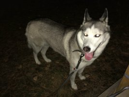 image.jpeg