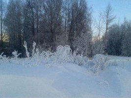 кусты2.jpg кусты2.jpg