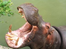 hippopotamus-7-.jpg