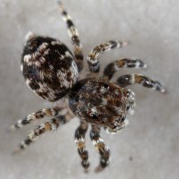 0_25d53_bdf9934a_XL.jpg