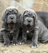 animals-dogs-mastino-napoletano-1-4.800.jpg