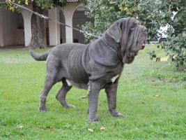 mastino-napoletano-2.jpg