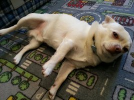 IMG-20170208-WA000.jpg
