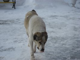 IMG_3367.JPG