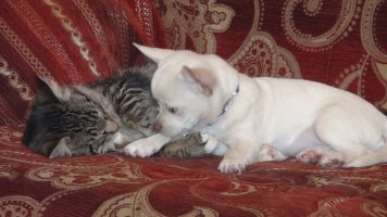 IMG-20170417-WA001.jpg