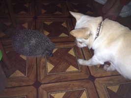 IMG-20170417-WA016.jpg