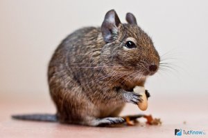 1425288028_chem-kormit-chiliyskuyu-degu.jpg