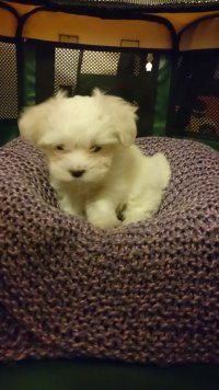 IMG-20170203-WA0001.jpeg