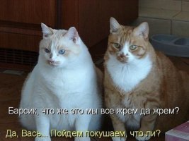 Барсик.jpg