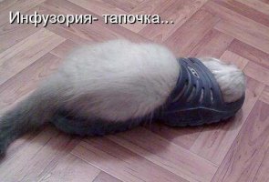 Тапка.jpg