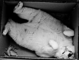 кошаки-4.jpg