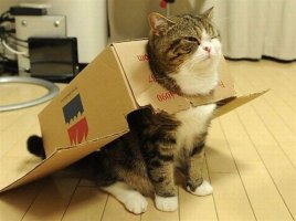 кошаки-5.jpg
