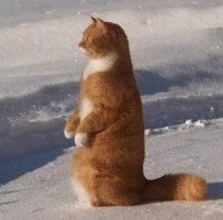 Любопытной котэ-1.jpg