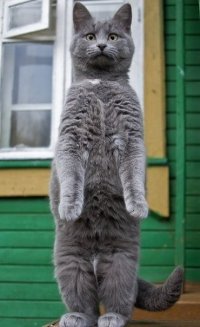 Любопытный котэ.jpg