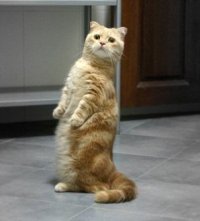любопытный котэ-2.jpg