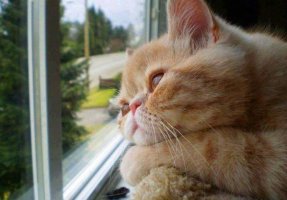 Бездельник-кот!.jpg