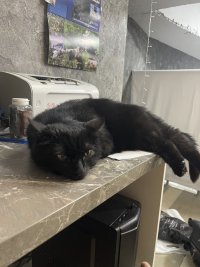 КОТ.jpg