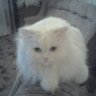 mickder